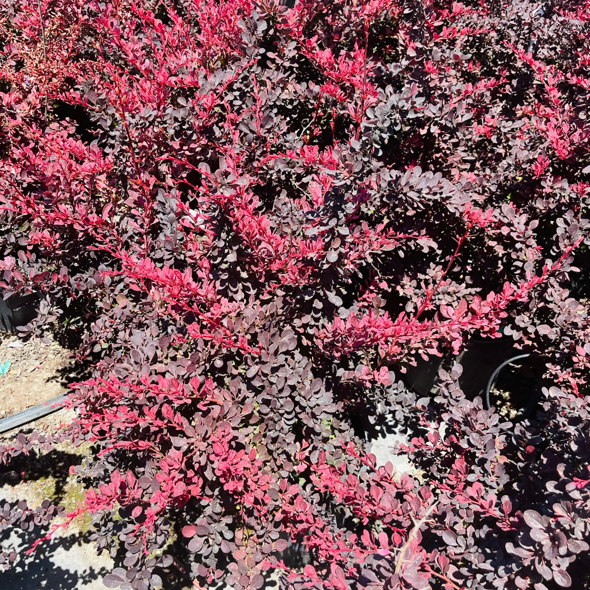 Berberis-Rose Red