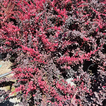 Rose Glow Barberry