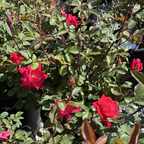灌木月季-双红无敌