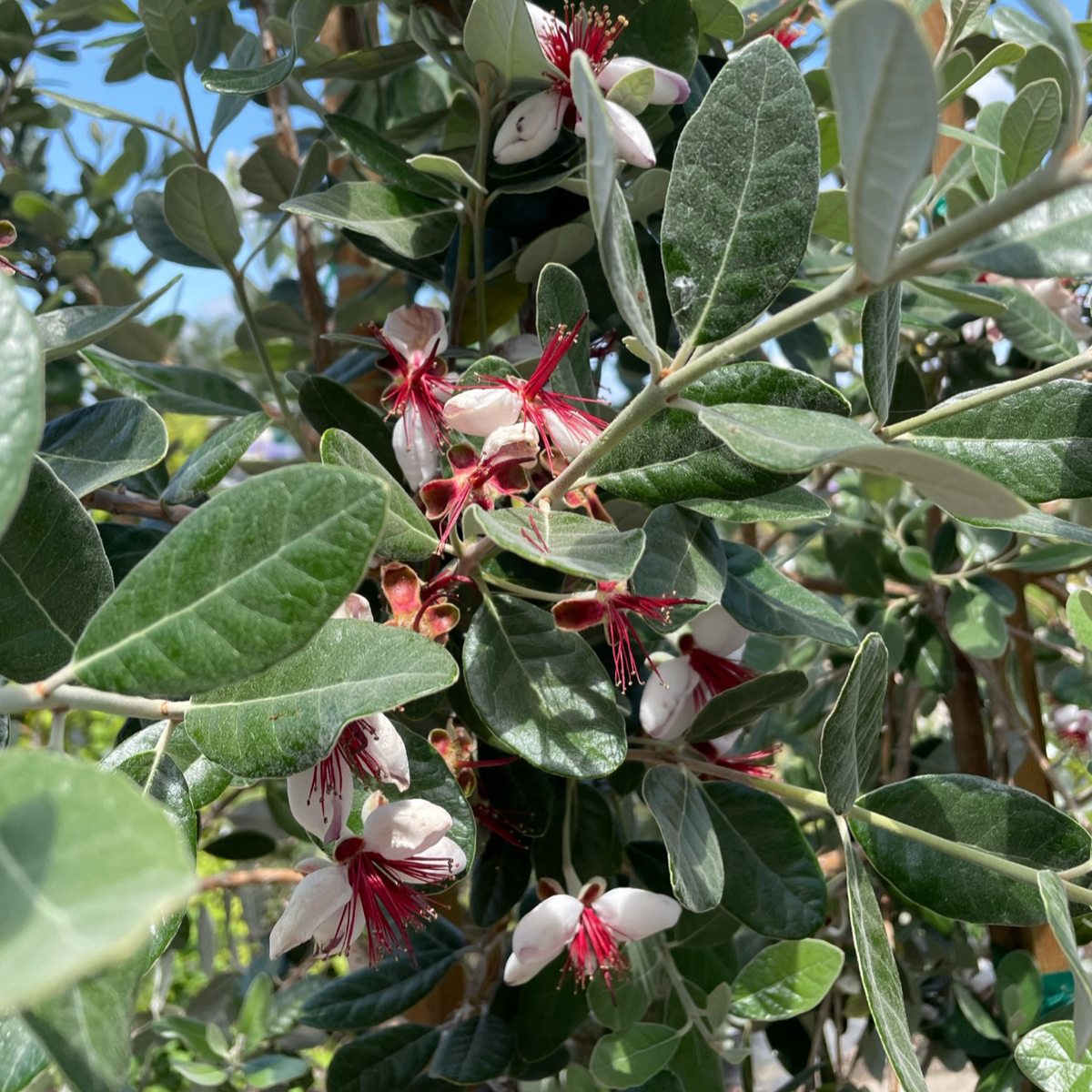 Guava Tree - Philippine Oil Fruit