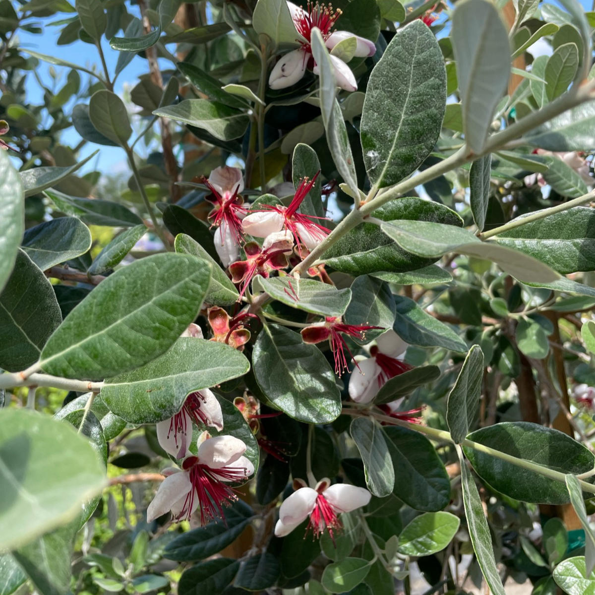 菲油果
