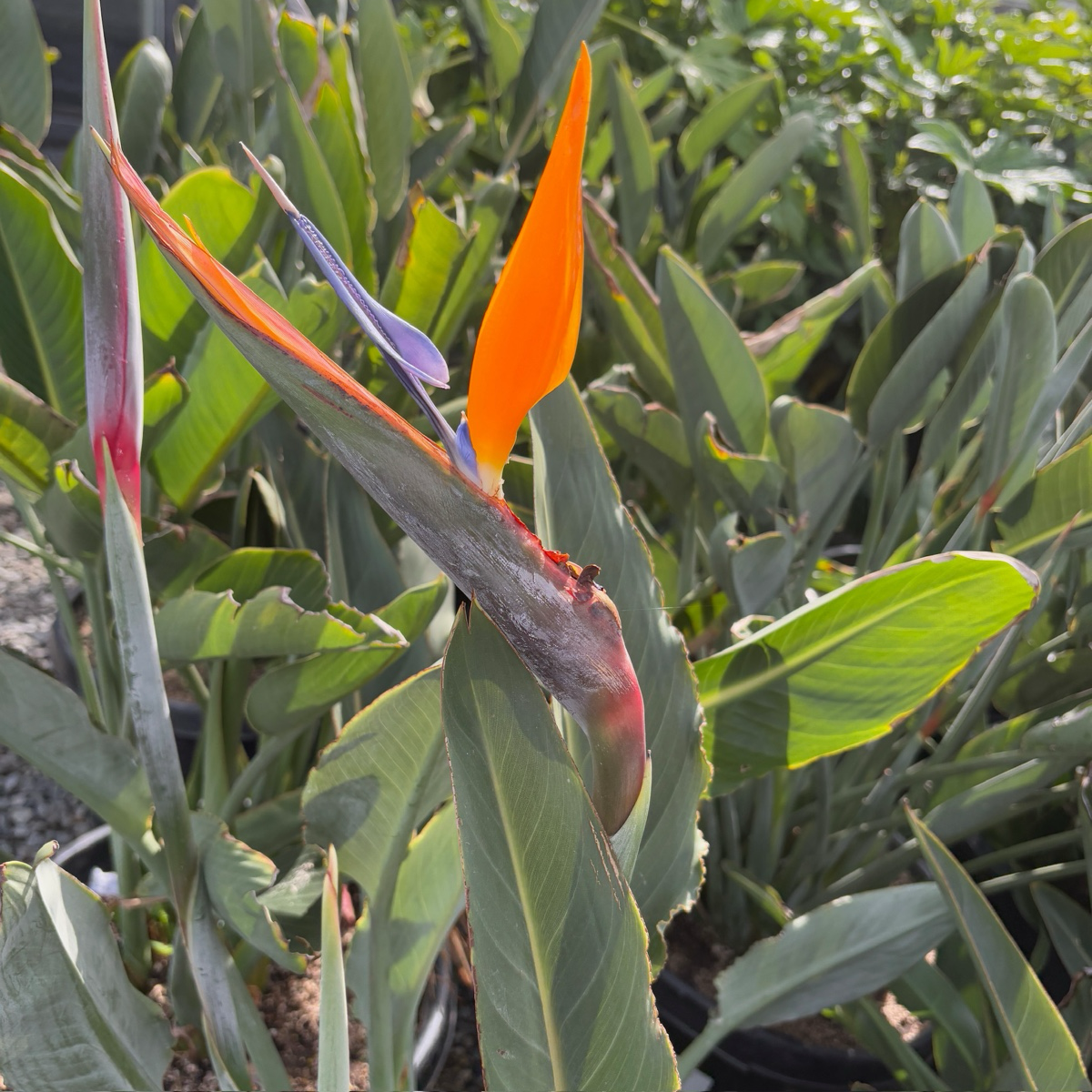 Bird Of Paradise