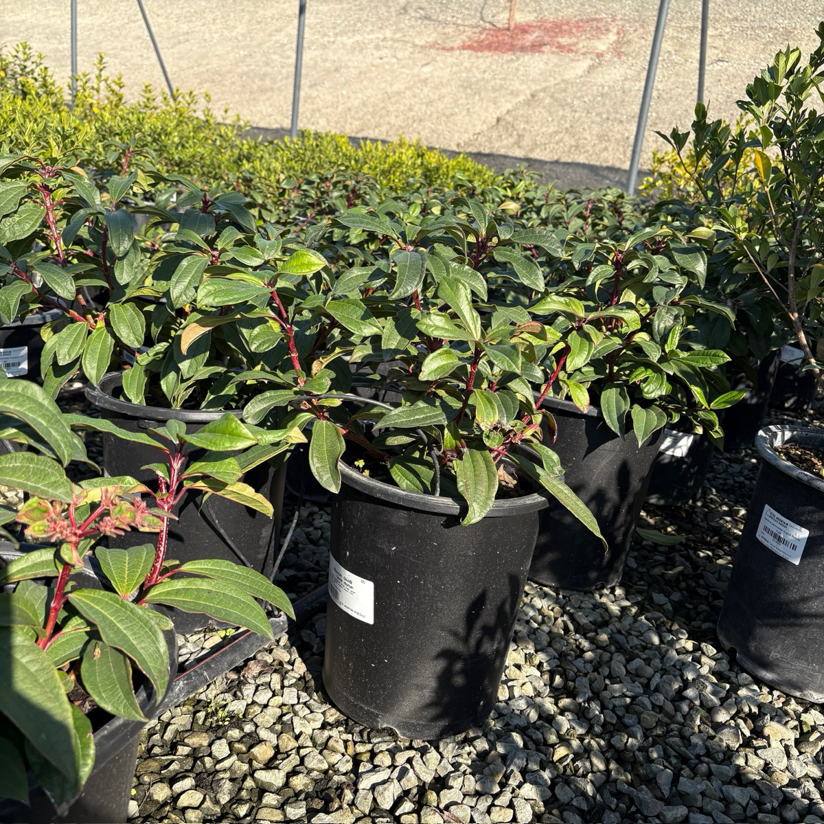 Davidii Viburnum 