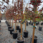 Washington Hawthorn
