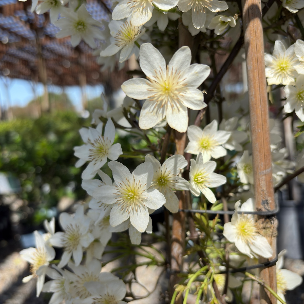 Joe Evergreen Clematis