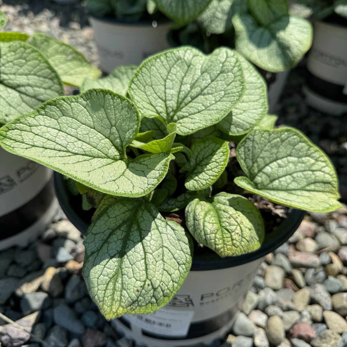 Marine Blue Germander Sage