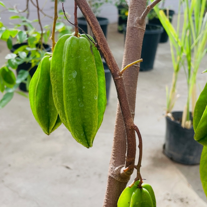 Carambola Tree - Golden Star Fruit