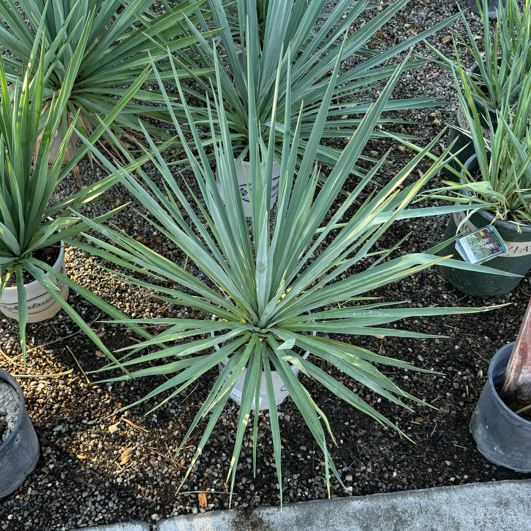 Blue Yucca 'Blue Sentry'