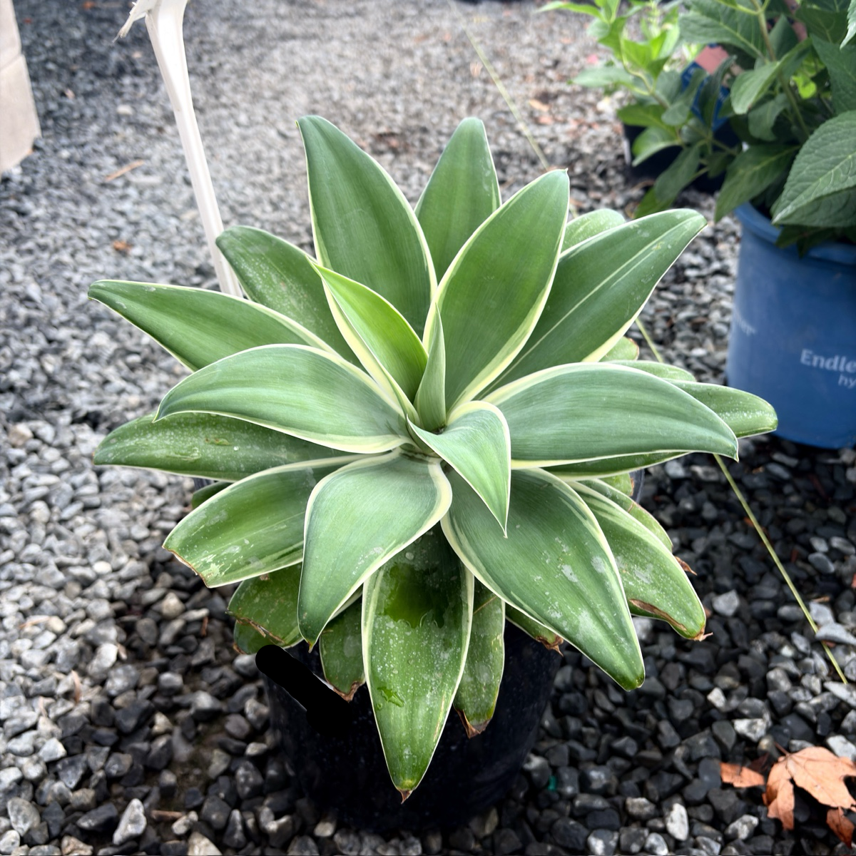 光线狐尾龙舌兰