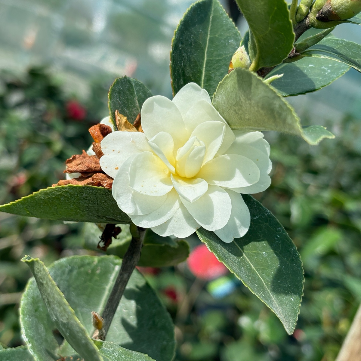 奶油薄荷茶花