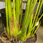 Cat Palm