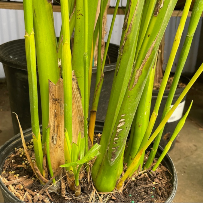 Cat Palm
