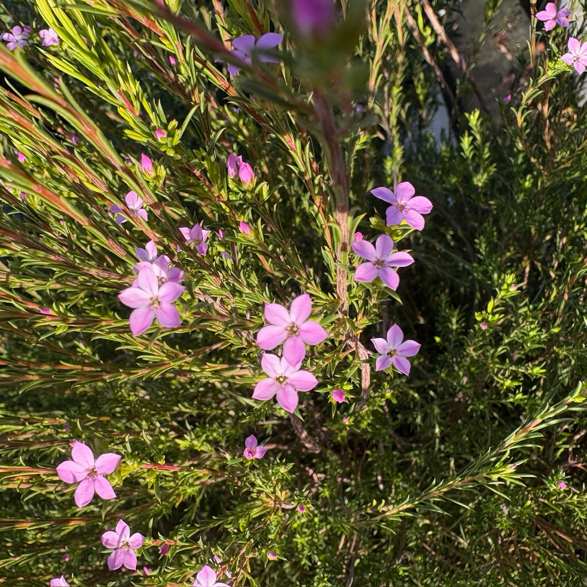 Pink Breath of Heaven