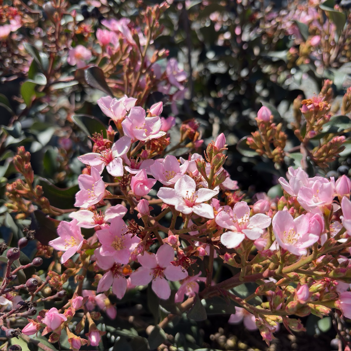 Pink Lady Indian Hawthorn