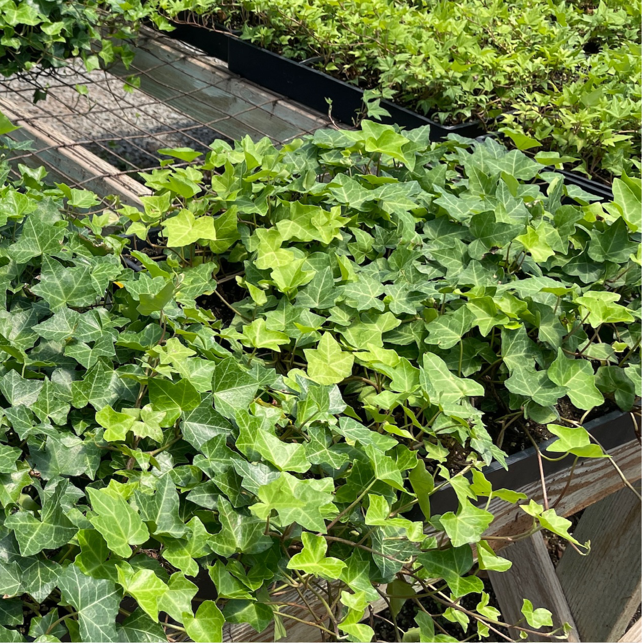 English Ivy
