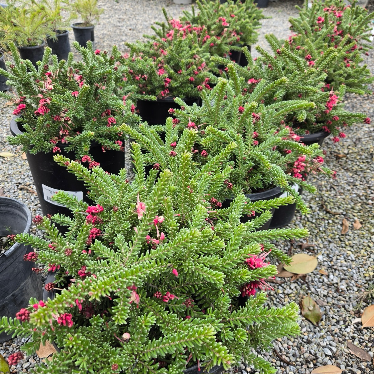 Mt.Tamboritha Woolly Grevillea