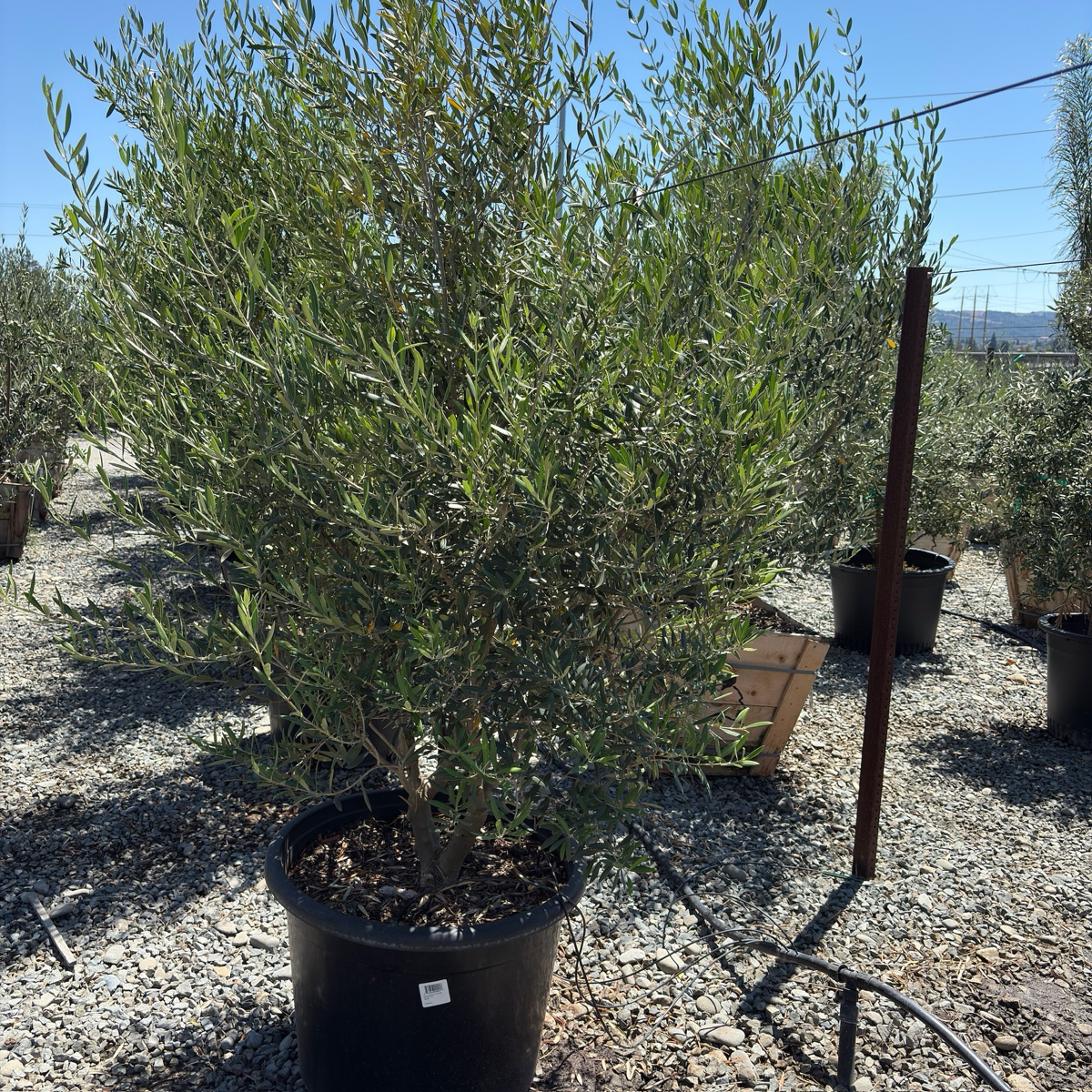 Mission Fruiting Olive