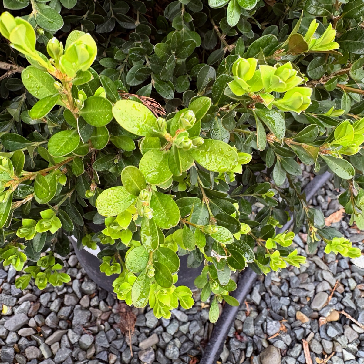 Green Beauty Boxwood