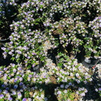 长阶花-紫花渐变