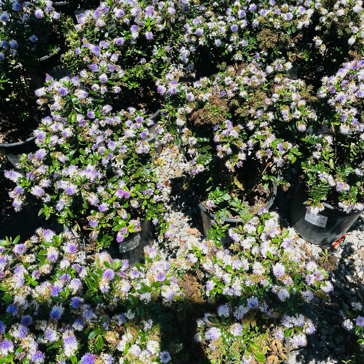 长阶花-紫花渐变