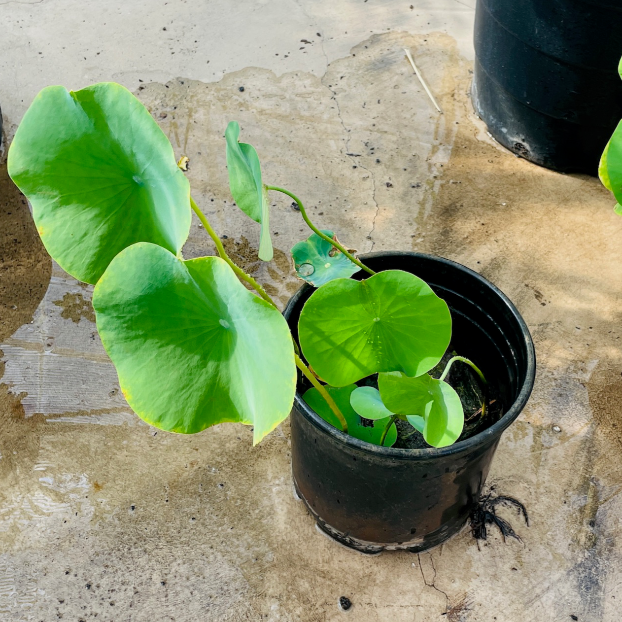 Lotus