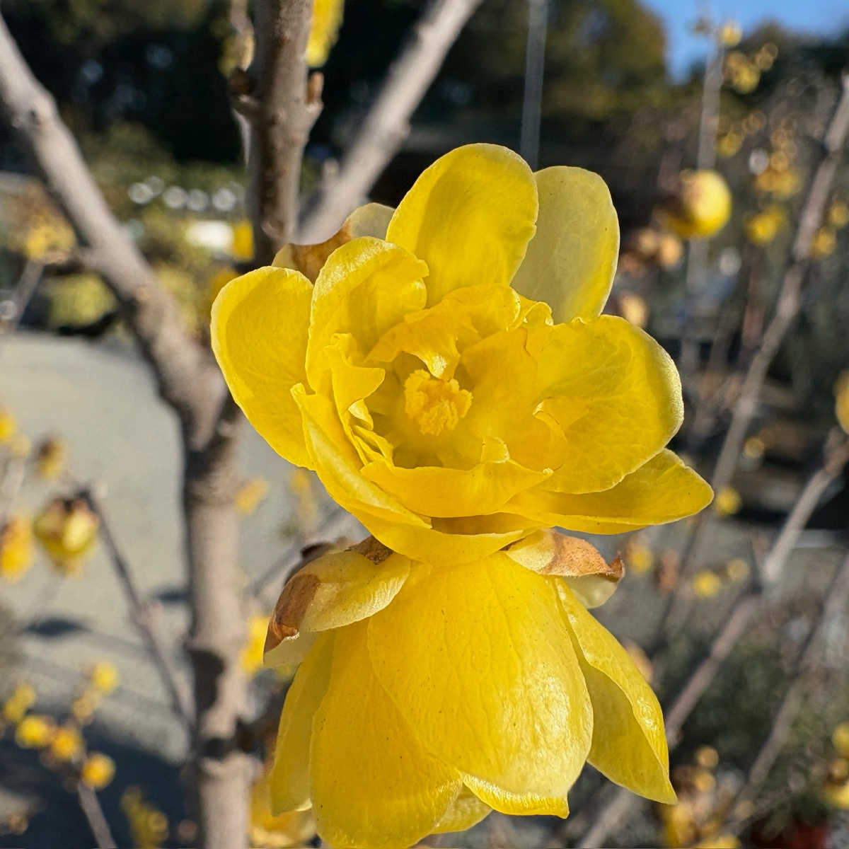 Yellow Winter Sweet