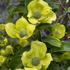 山月光四照花