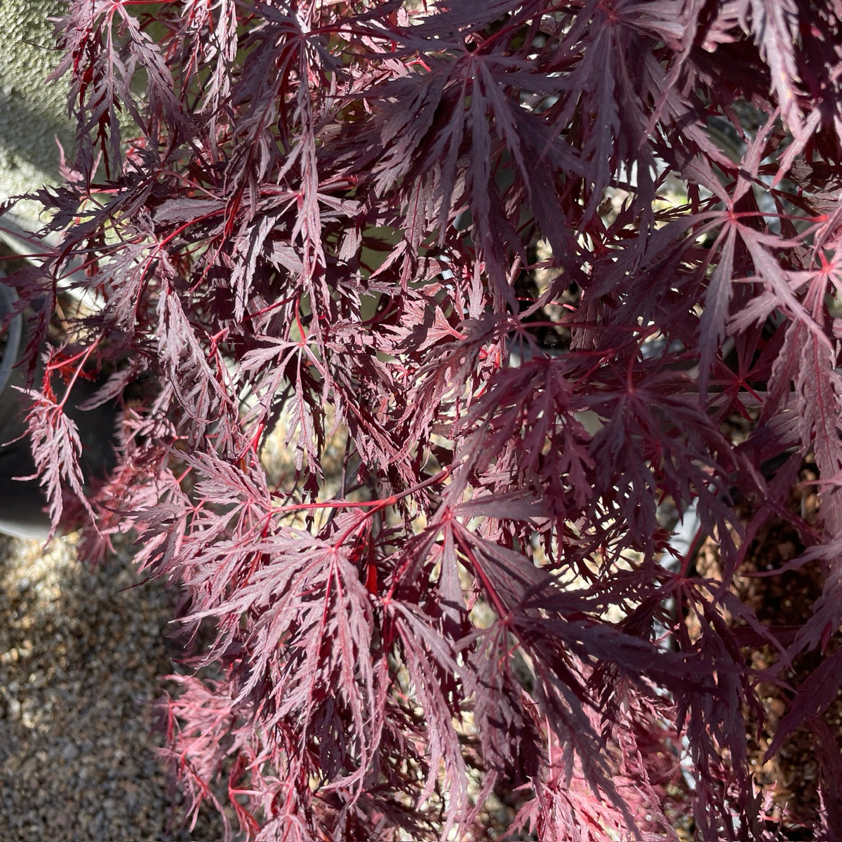 Red Dragon Laceleaf Japanese Maple