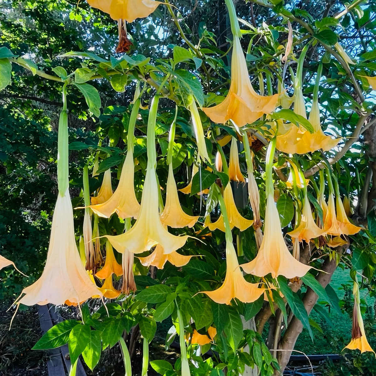 Charles Grimaldi Angel's Trumpet
