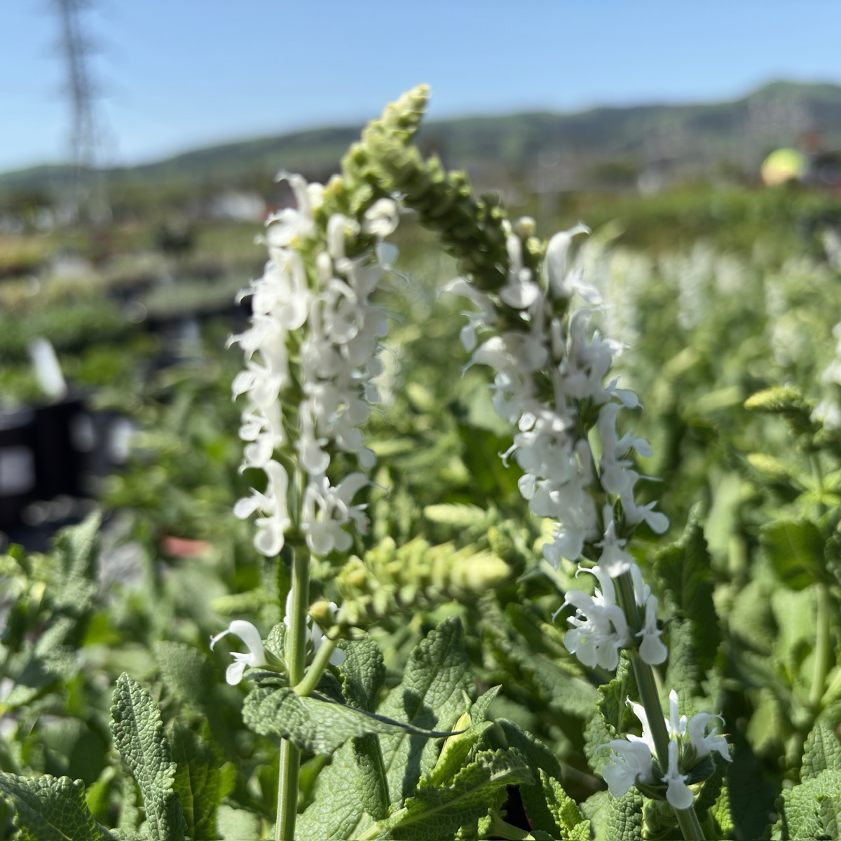 Lyrical White Meadow Sage