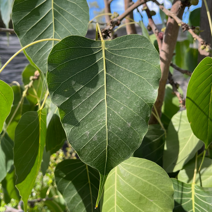 Bodhi tree and banyan tree