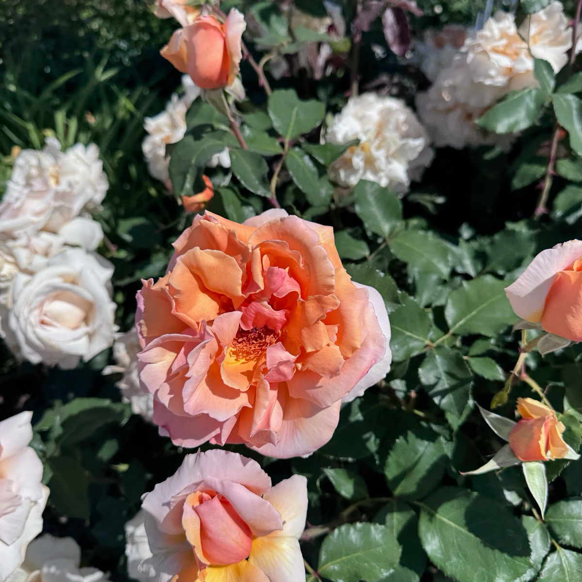 Tea Rose-Double Happiness