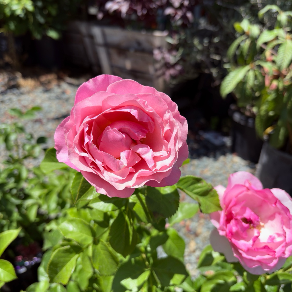 壮花月季-盛装出席