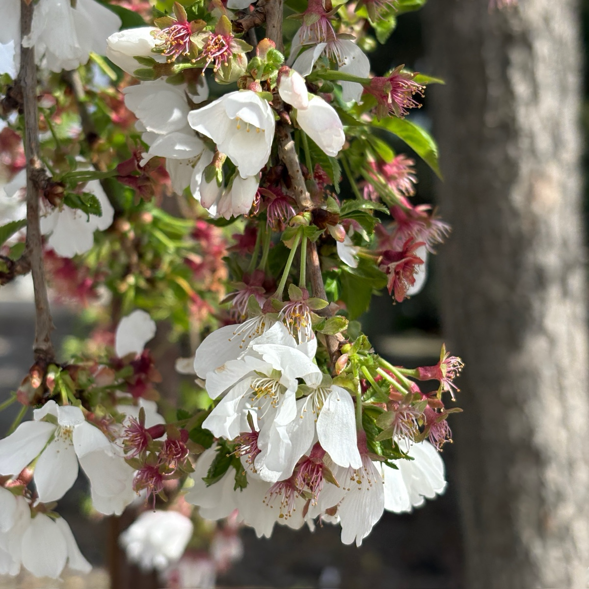 Snow Fountains Weeping Cherry
