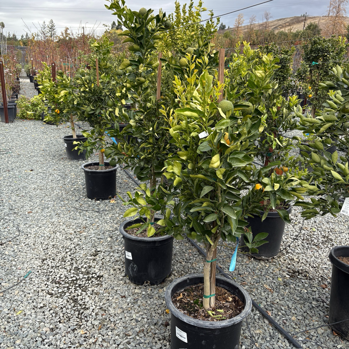 Citrus Trees - Ugly Orange