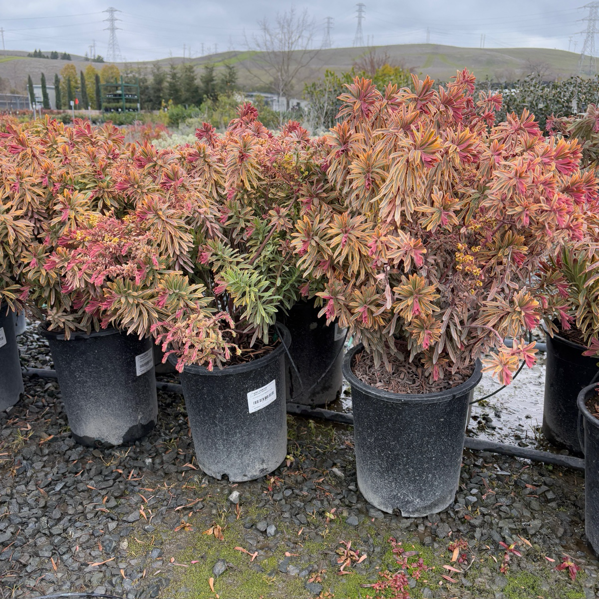 Ascot Rainbow Spurge