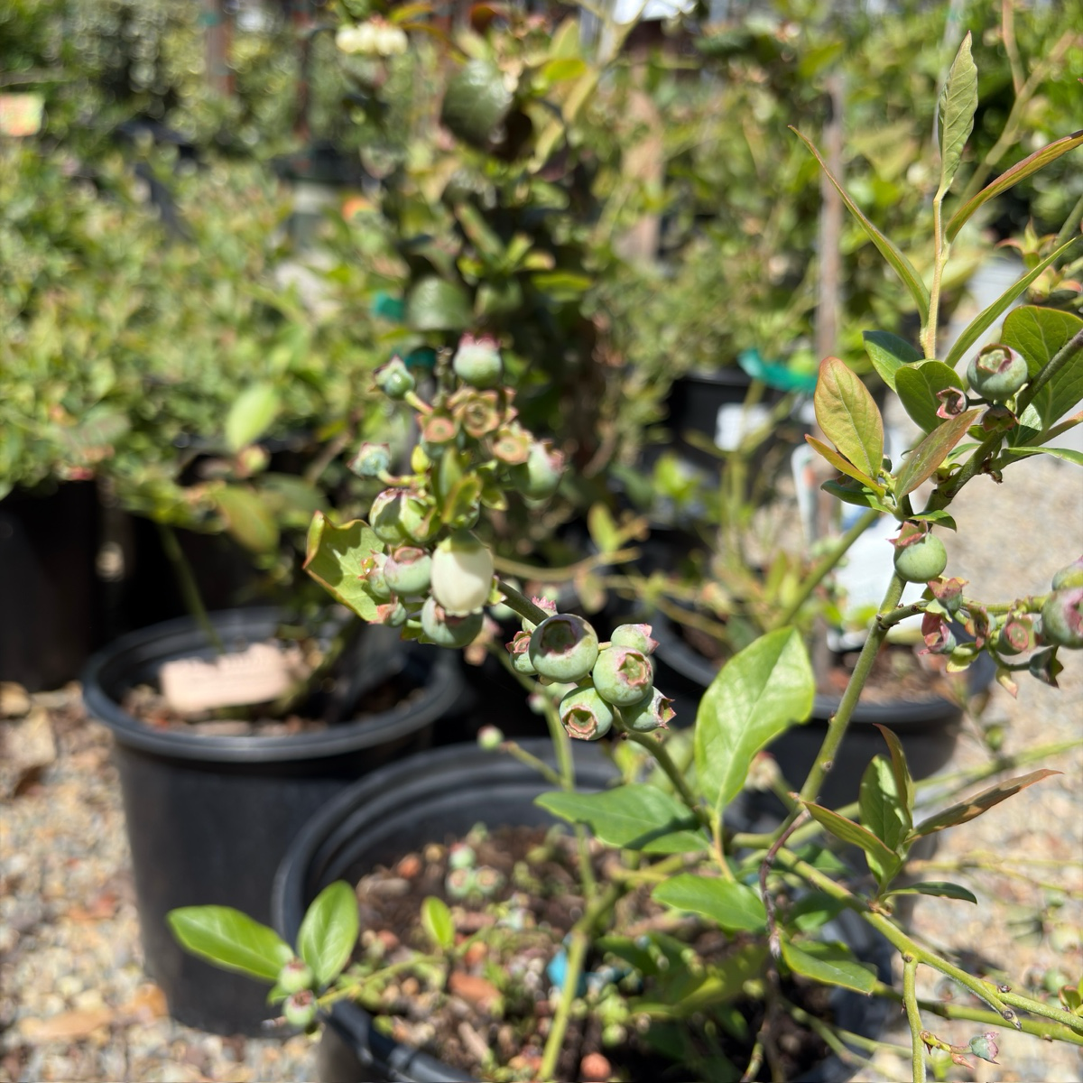 O'Neal Early Shouthern Highbush Season Blueberry