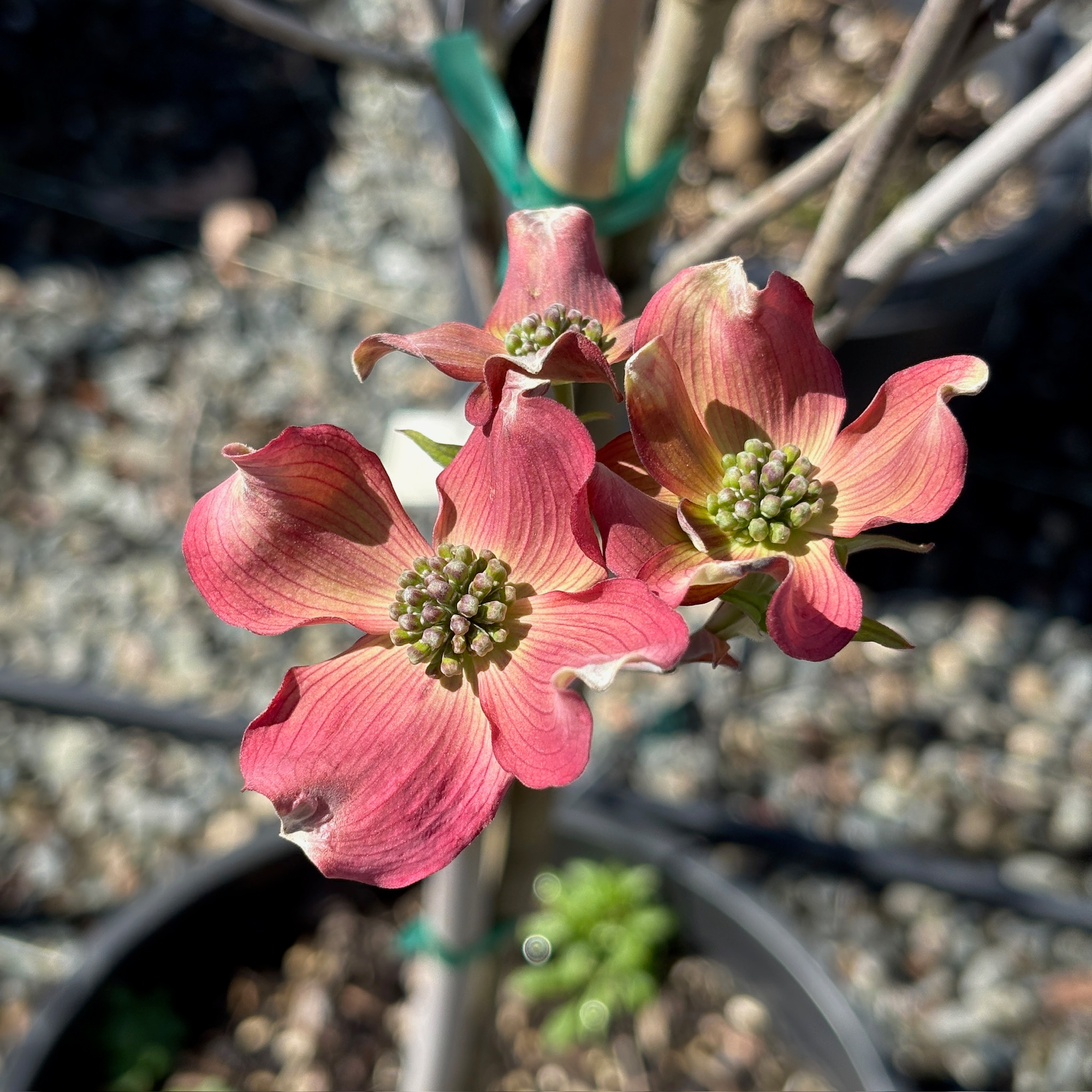 Pink Flowering Dogwood