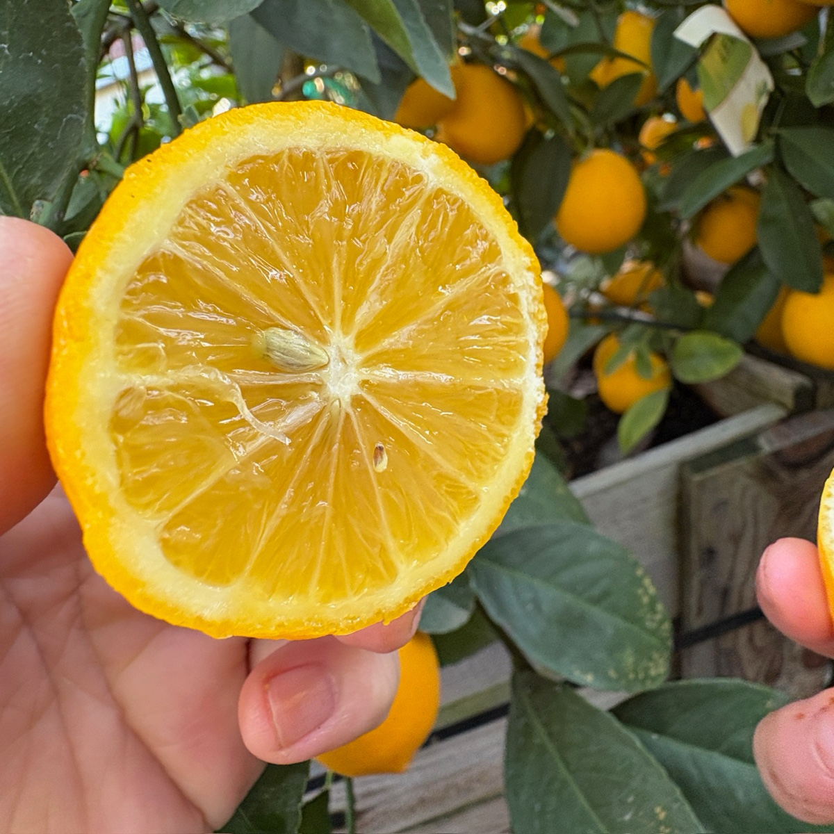 Meyer Lemon