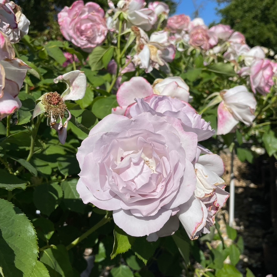Silver Lining Rose