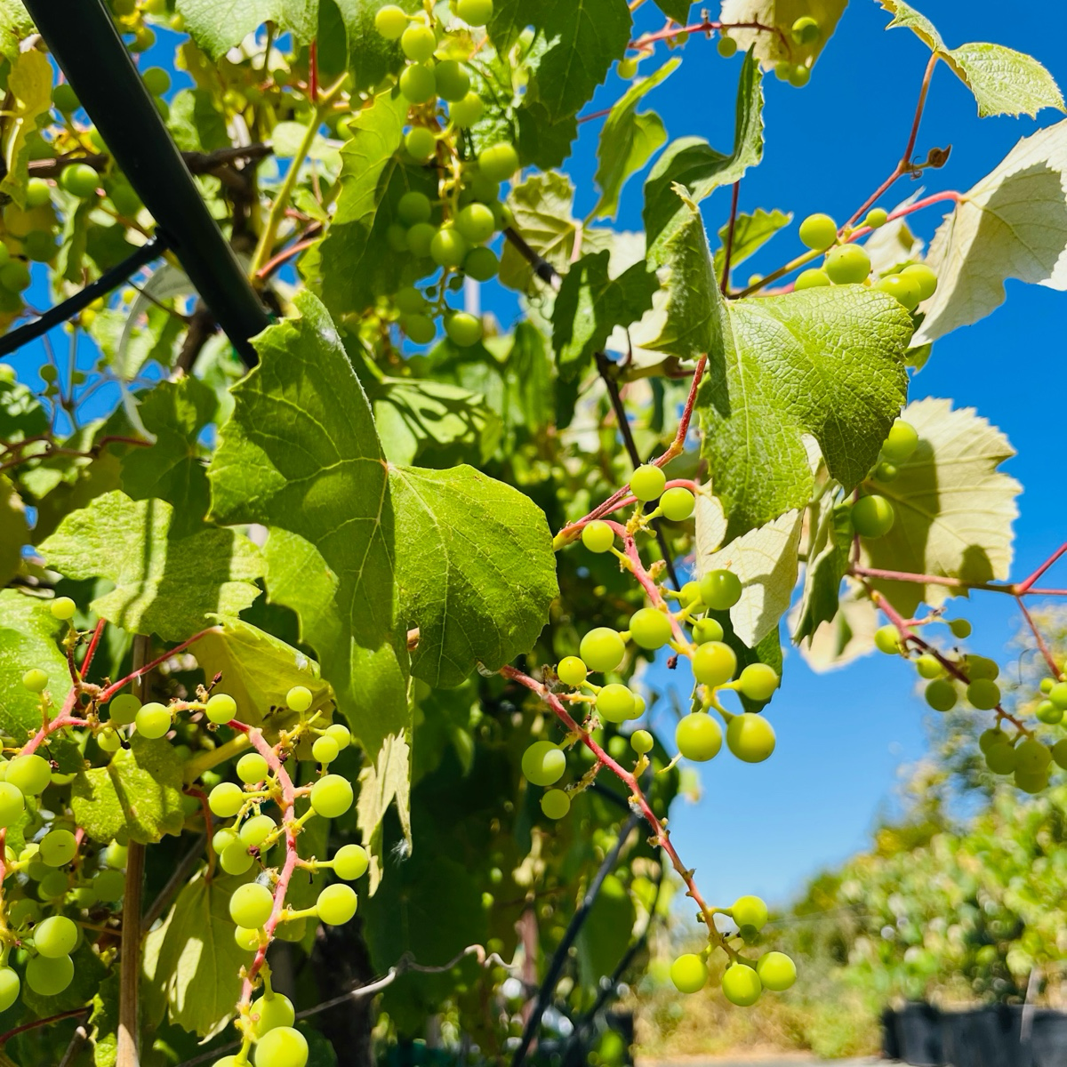 Wine grape vines - Cabernet Sauvignon