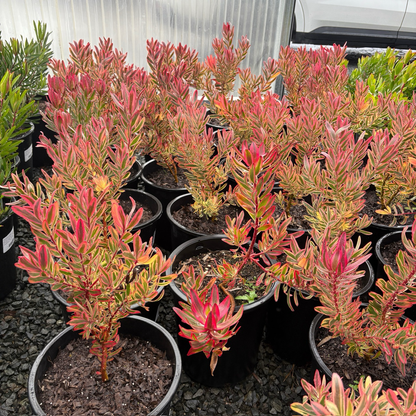 Jester Cone Bush