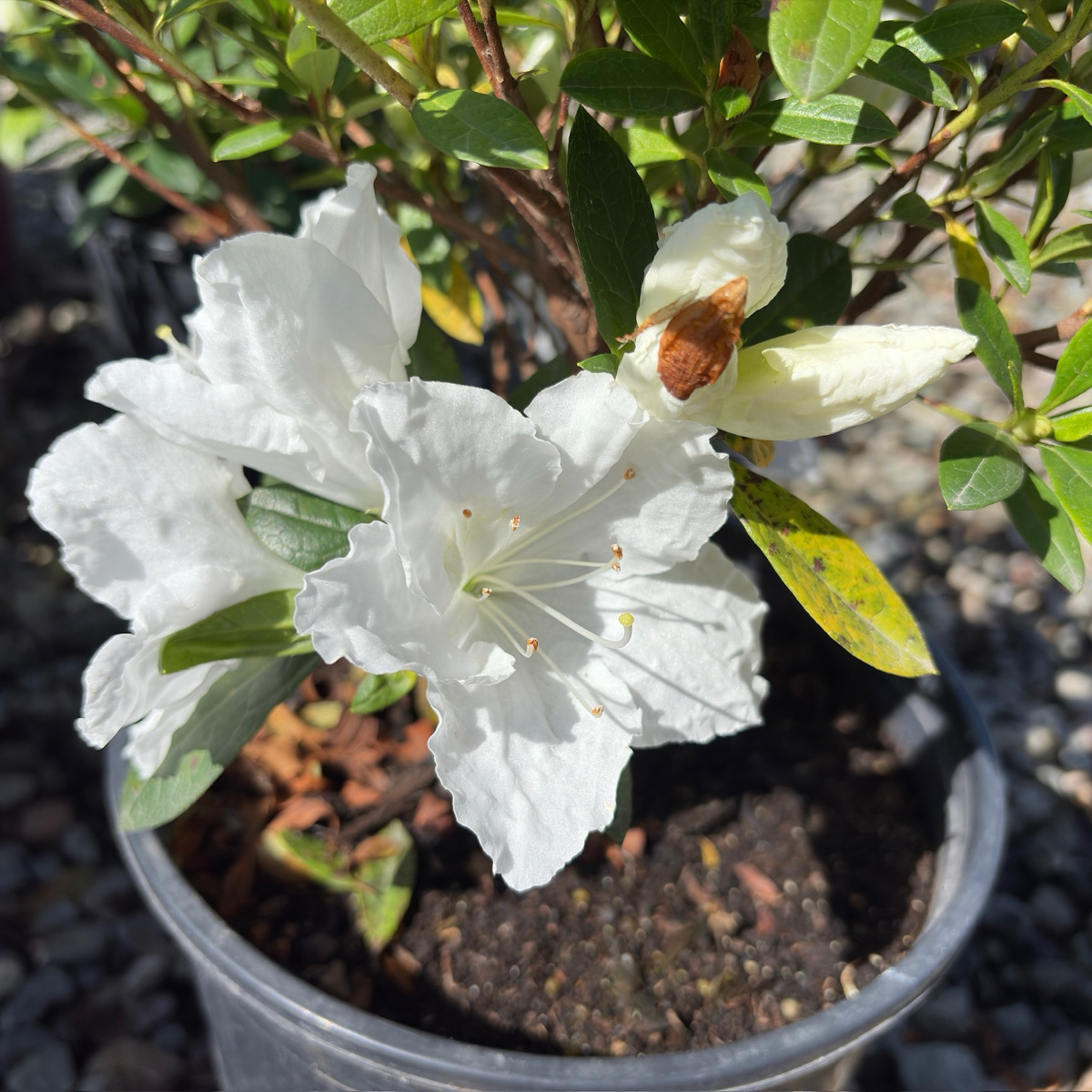 Azalea Alaska (White)
