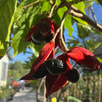 Rare fruit tree - Eichhornia crassipes/Sterculia serrata