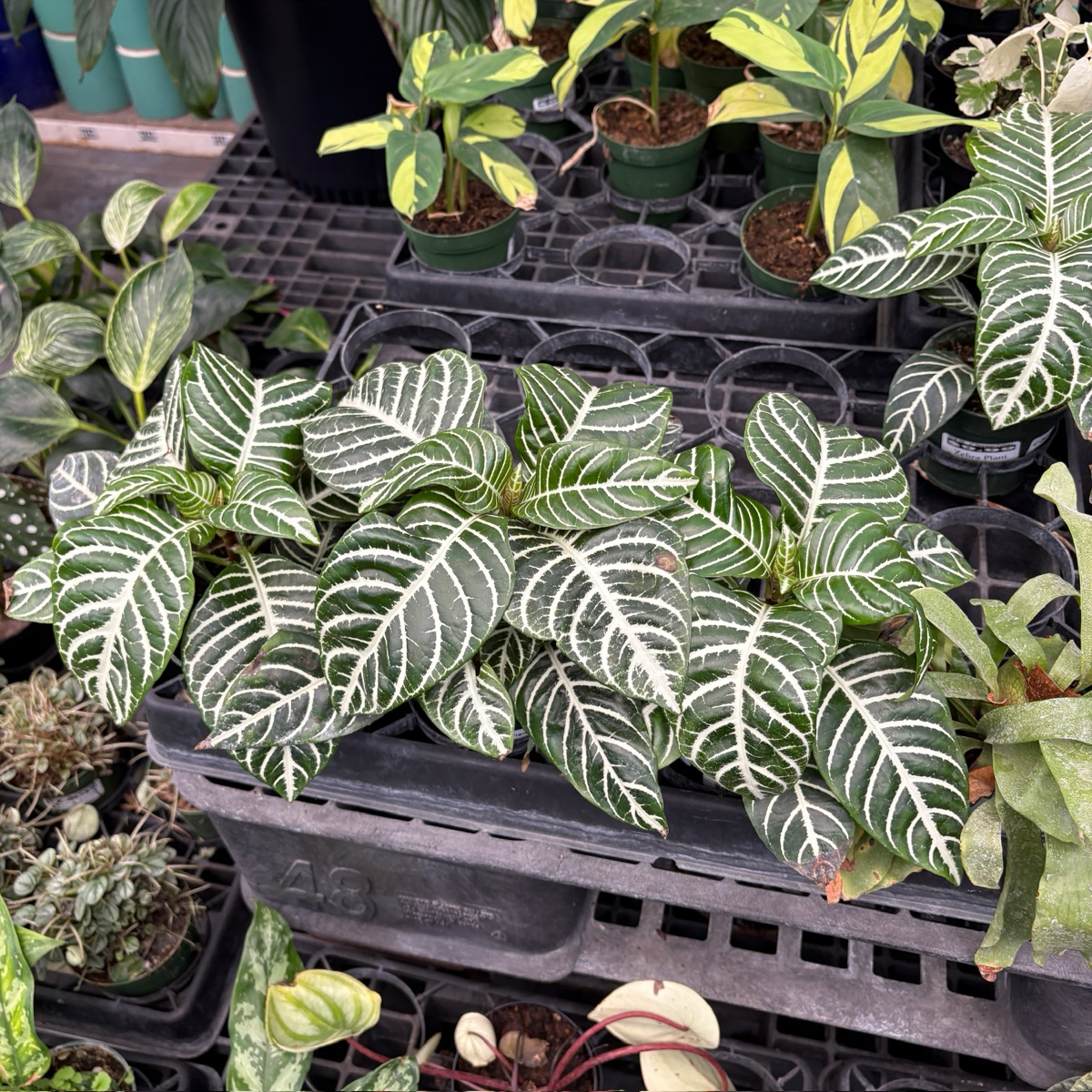 Aphelandra Zebra