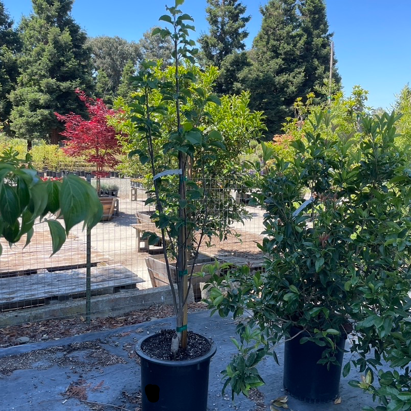 Alexandrina Saucer Magnolia