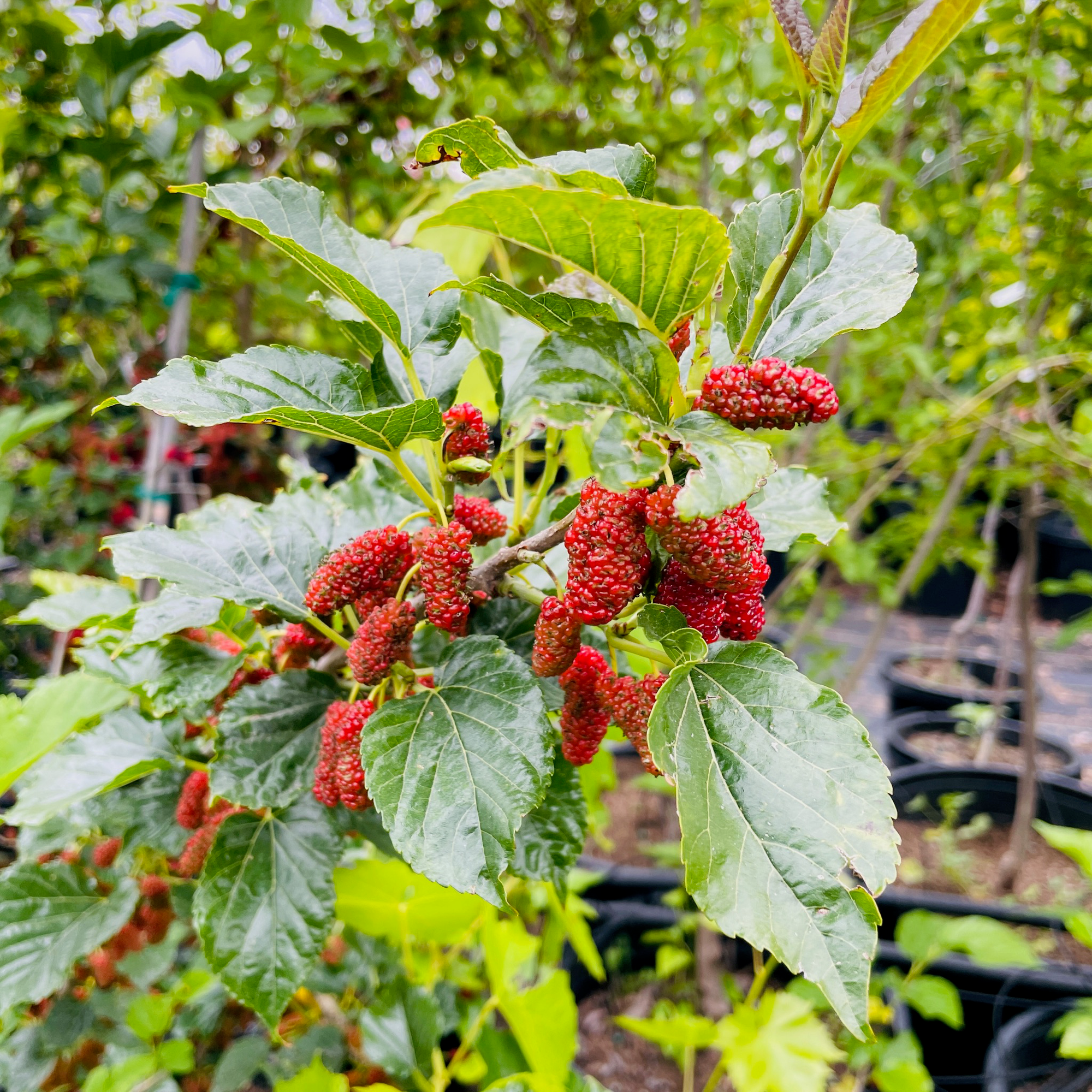 Taiwan Mulberry
