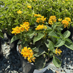 黄班德娜五色梅