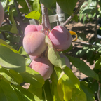 Elephant Heart Japanese Plum