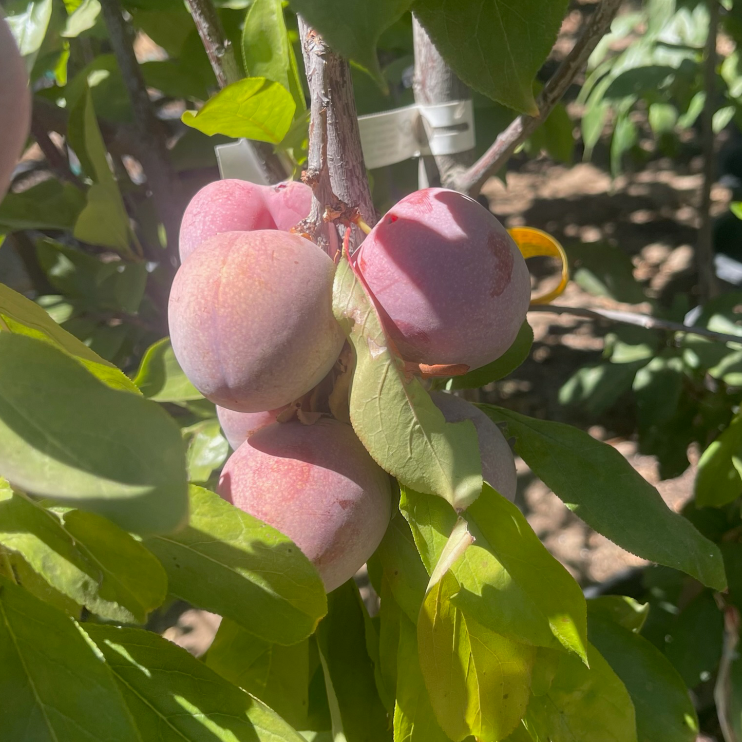 Plum Tree - Elephant Heart Plum